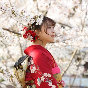 写真:京都東山・高台寺公園は桜満開!ロケーション撮影空きあり
