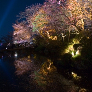 写真:【京都観光情報】3月30日〜4月8日 清水寺・春の夜間特別拝観&ライトアップ