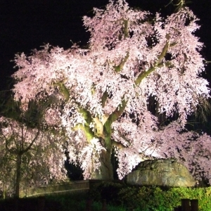 写真:【京都観光情報】3月24日〜4月上旬 円山公園・しだれ桜ライトアップ