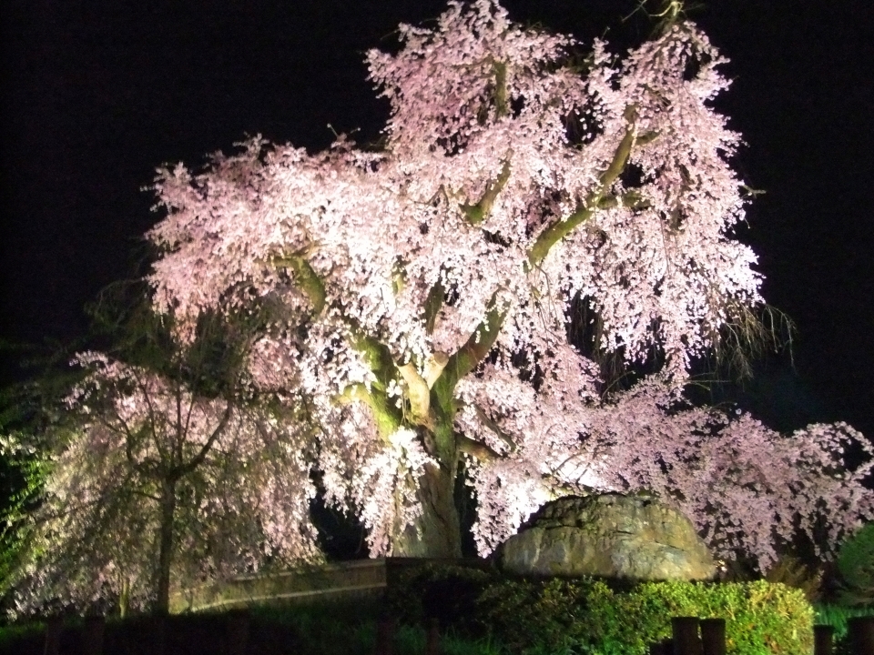 京都観光情報 3月24日 4月上旬 円山公園 しだれ桜ライトアップ ブログ 京都のレンタル着物ローズ