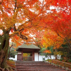 写真:【京都観光情報】11月17〜19日 安楽寺 秋の紅葉特別公開