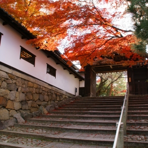 写真:【京都観光情報】11月3日〜12月3日 知恩院 秋の紅葉ライトアップ