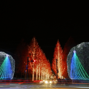 写真:【京都観光情報】〜12月25日 ロームシアターイルミネーション