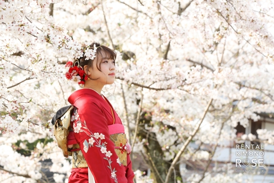 写真：桜咲く京都・高台寺公園で成人式振袖持ち込みロケーション撮影