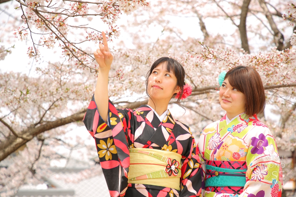 写真：可憐な着物姿で桜舞う京都女子旅のロケ撮影